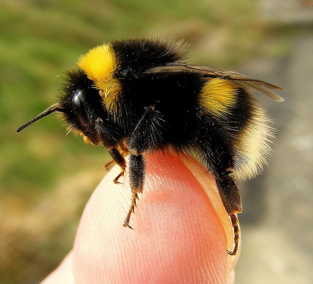 To Bee or not to Bee? Spoiler Alert - It's 'to Bee'.