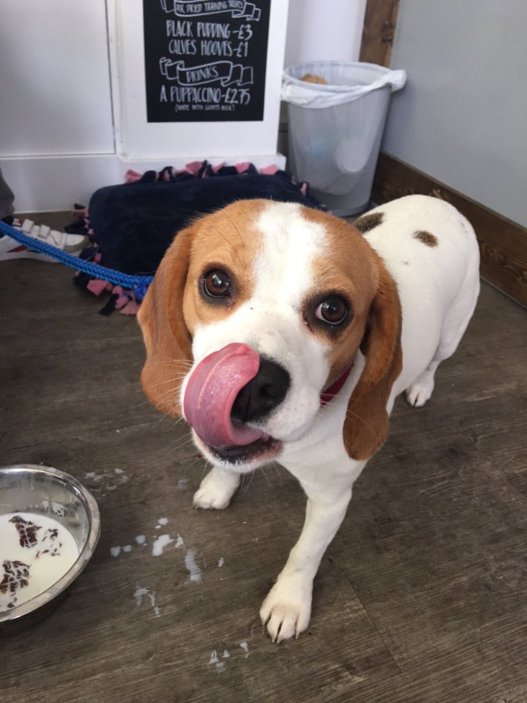 A Healthy Dog is a Happy Dog...